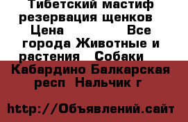 Тибетский мастиф резервация щенков › Цена ­ 100 000 - Все города Животные и растения » Собаки   . Кабардино-Балкарская респ.,Нальчик г.